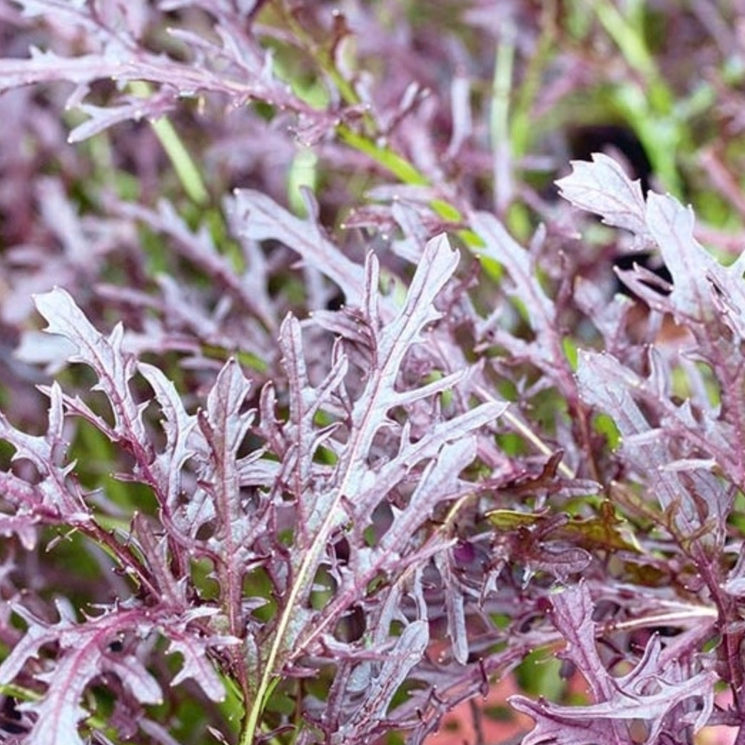MIZUNA – Red Coral Seedlings