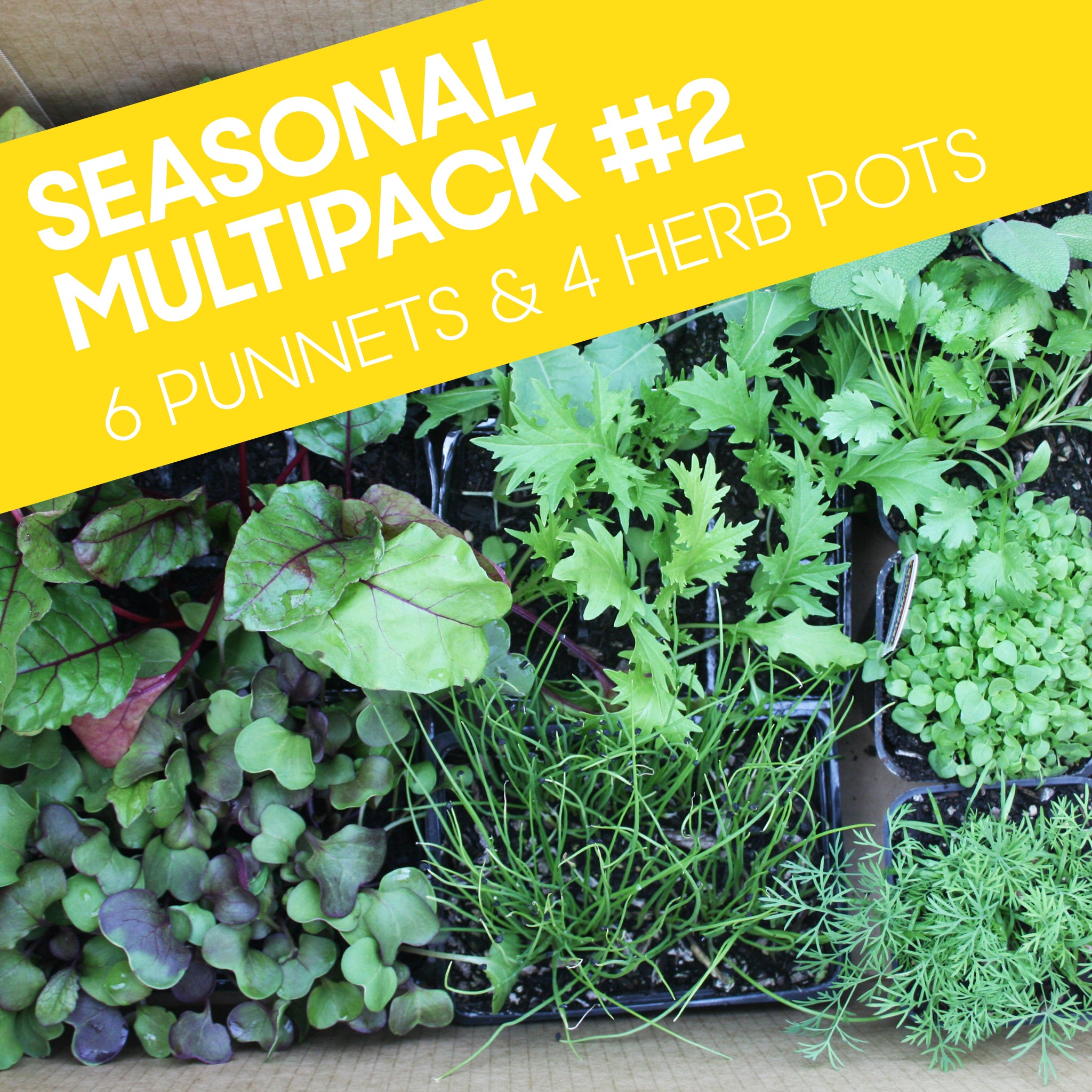 plant pot multipack Seasonal Multipack #2: Six punnets and Four pots (Ten seedlings for th – Weathersfield Organics