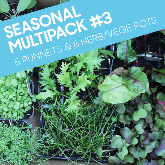 Seasonal Multipack #3: Five punnets, Eight herb/vege pots (13 seedlings for the price of 10)