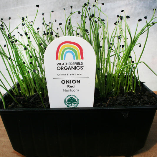 Onion Red Seedlings