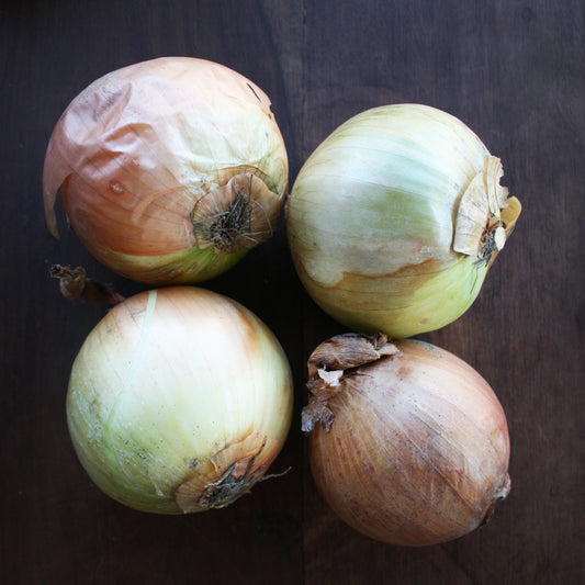Pukekohe Long Keeper Onion