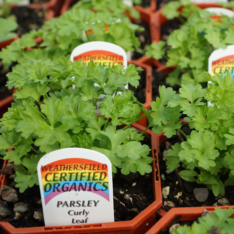 Parsley Triple Curl Seedlings