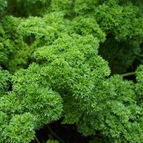 Parsley Triple Curl Seedlings