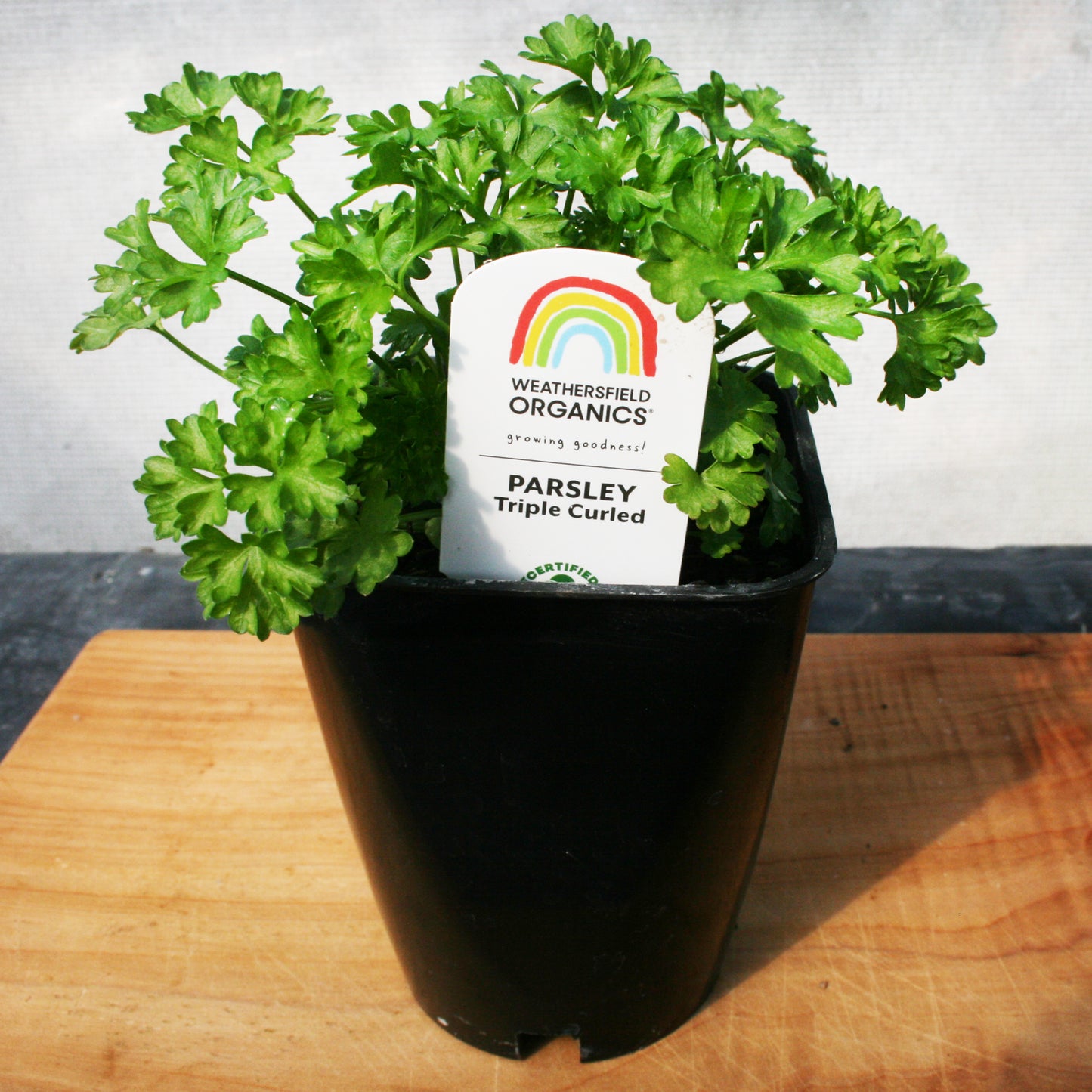 Parsley Triple Curl Seedlings