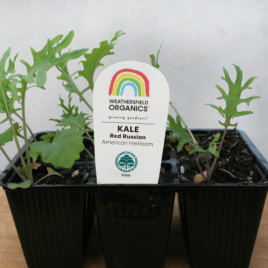 Kale Red Russian Seedlings
