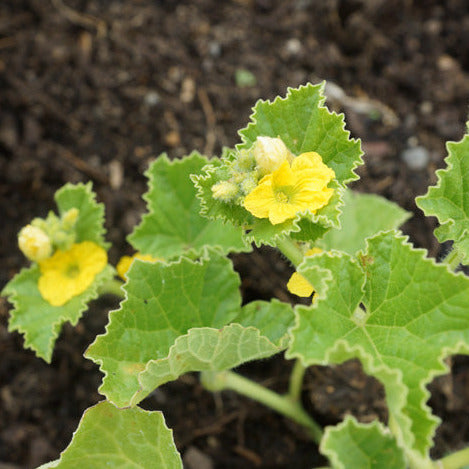 Rockmelon plant in the garden