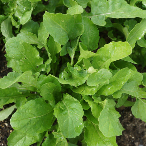 Rocket – Arugula Seedlings