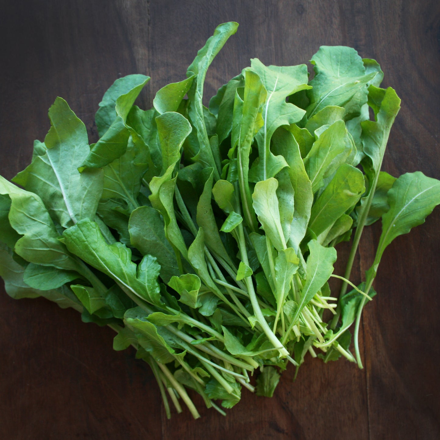 Rocket – Arugula Seedlings