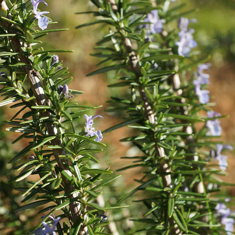 Rosemary Tuscan Blue Plant