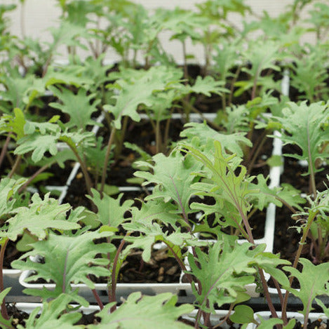 Kale Red Russian Seedlings
