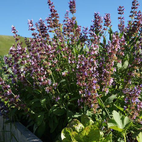 Sage Seedling