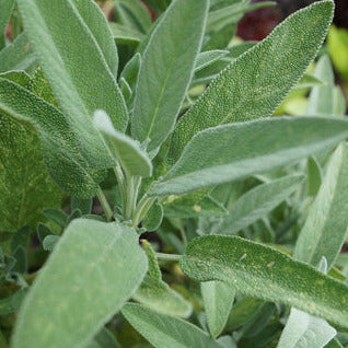 Sage Seedling