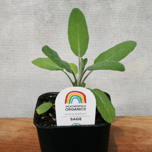 Sage Seedling
