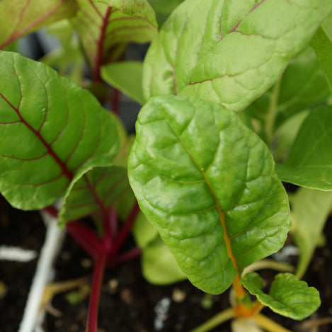 Silverbeet Bright Lights Seedlings