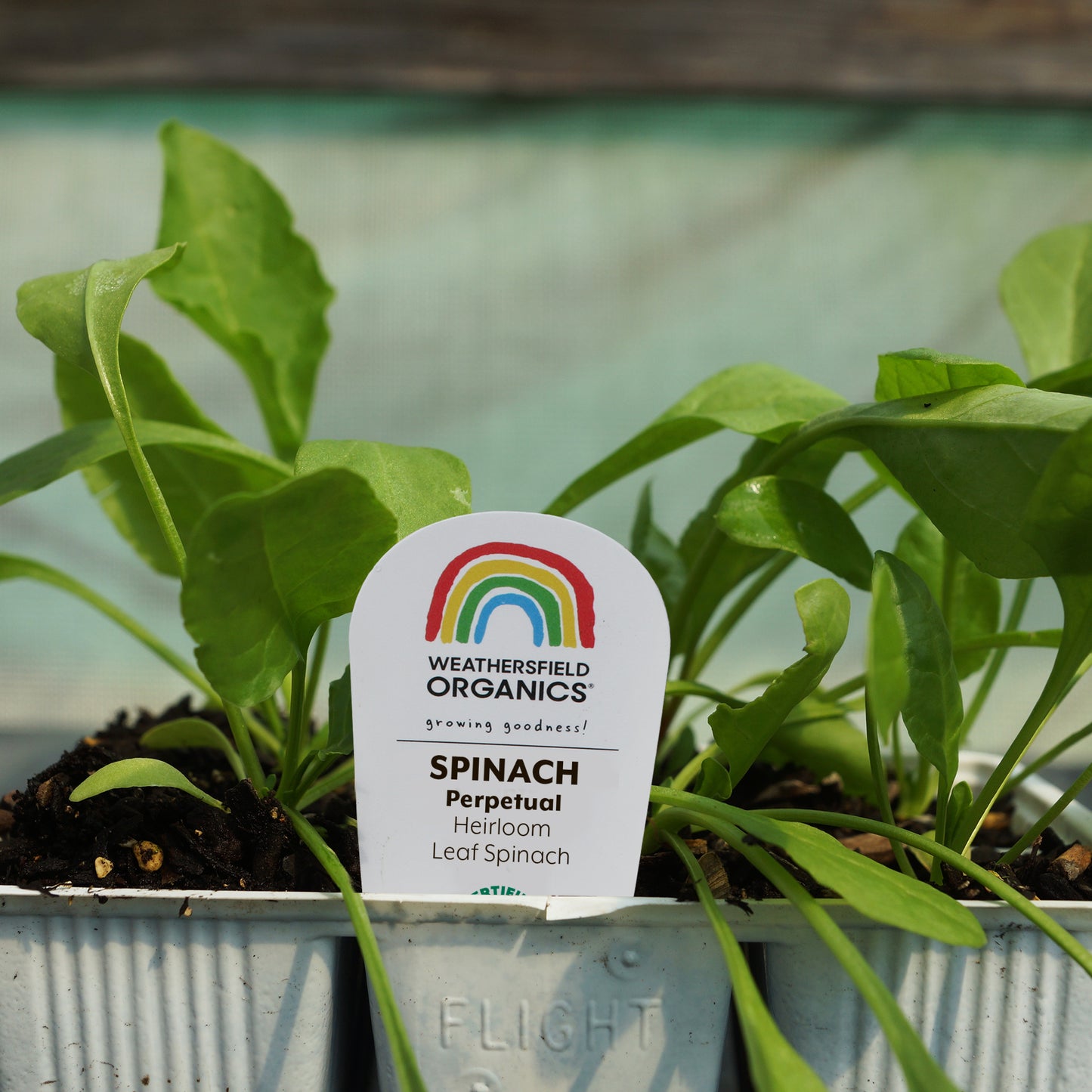 Spinach Perpetual Seedlings