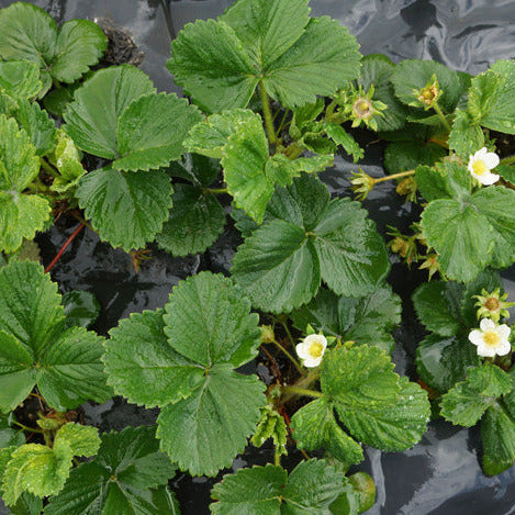 Strawberry plants in the garden with flowers