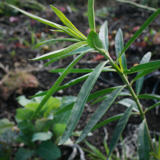 Swan Plant – Monarch Butterfly Plant Seedling