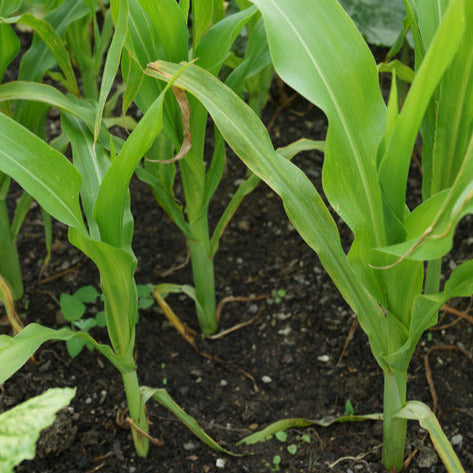Sweetcorn plant in garden