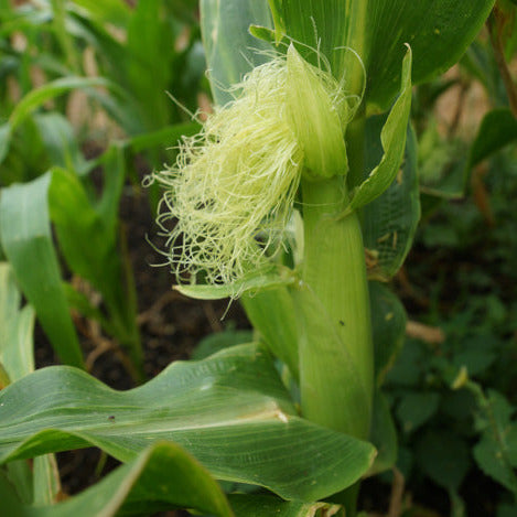 Sweetcorn cob