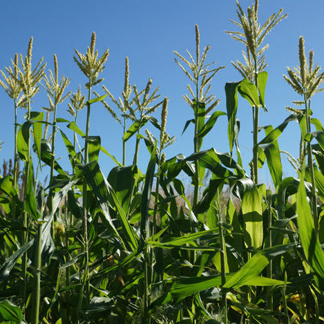 Sweet corn plants in garden with flowers