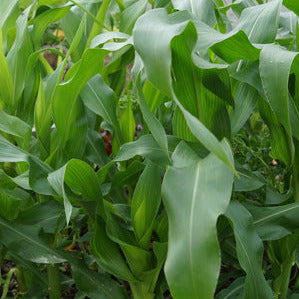 Sweetcorn in garden