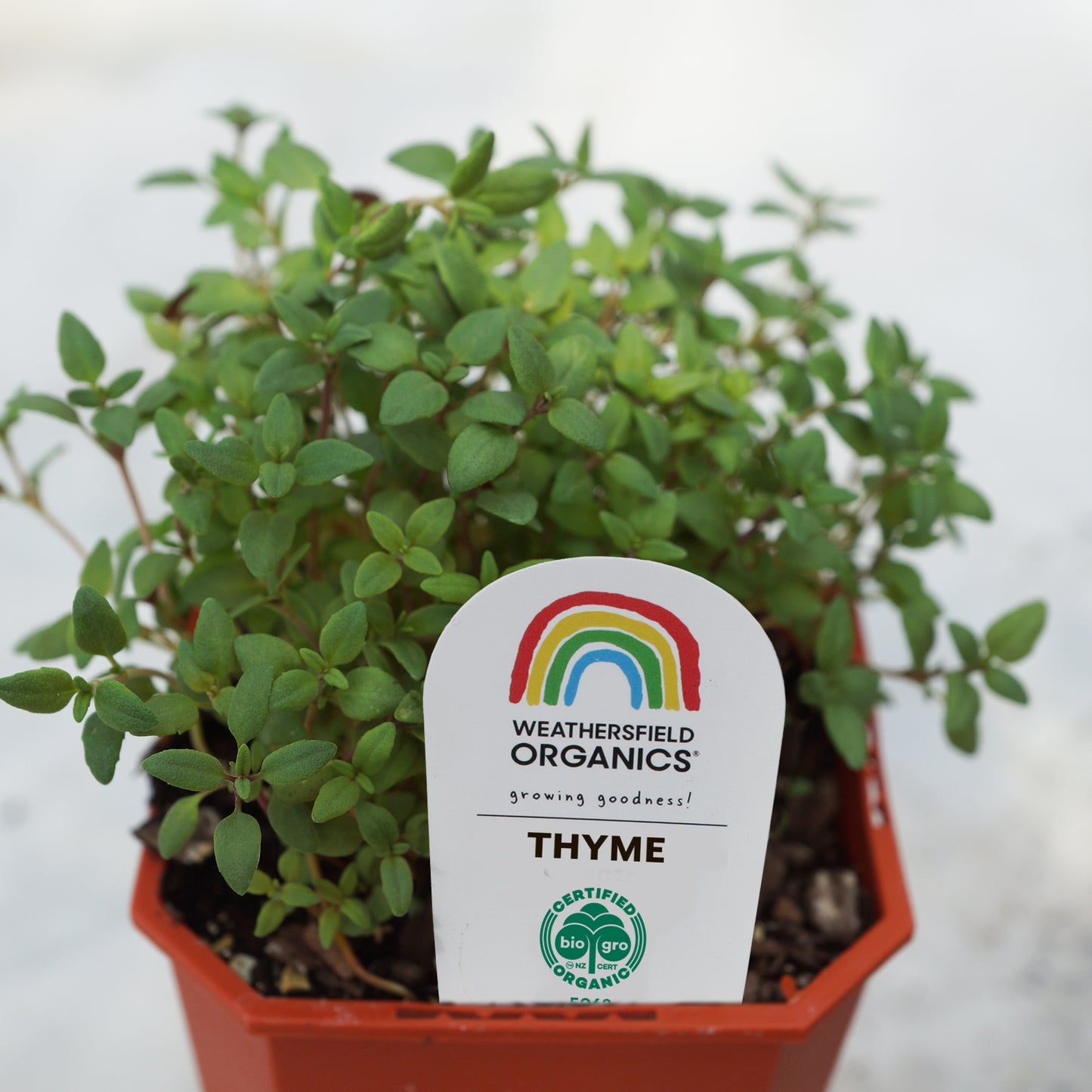 Thyme Seedling