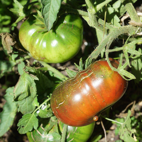Tomato Beefsteak Seedling