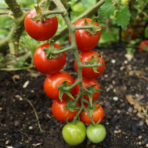 Tomato Gardener's Delight Seedling