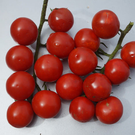 Tomato Gardener's Delight Seedling