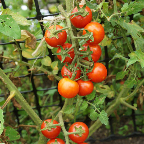 Tomato Moneymaker Seedling