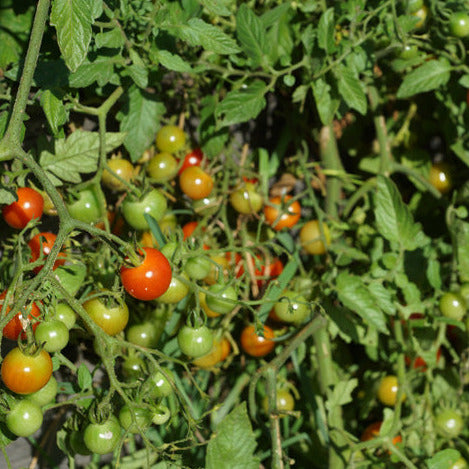 Sweet 100 Cherry Tomato plant in garden