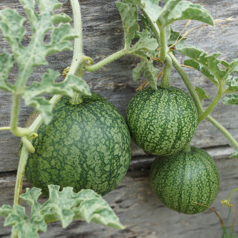 Watermelon Plant