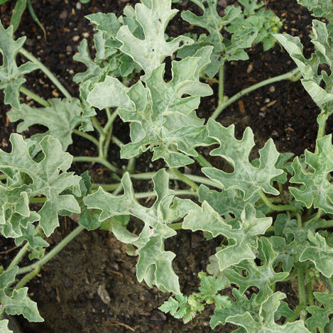 Watermelon Sugar Baby Seedling