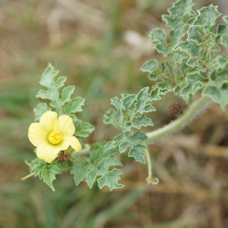 Watermelon Flower