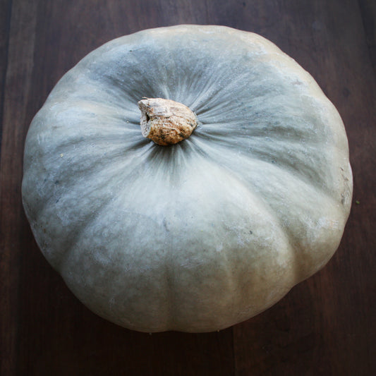 Pumpkin Whangaparaoa Crown Seedling