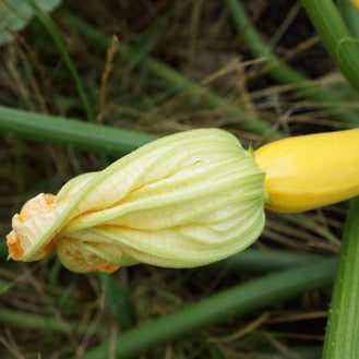 Zucchini Gold Rush – Courgette Seedling