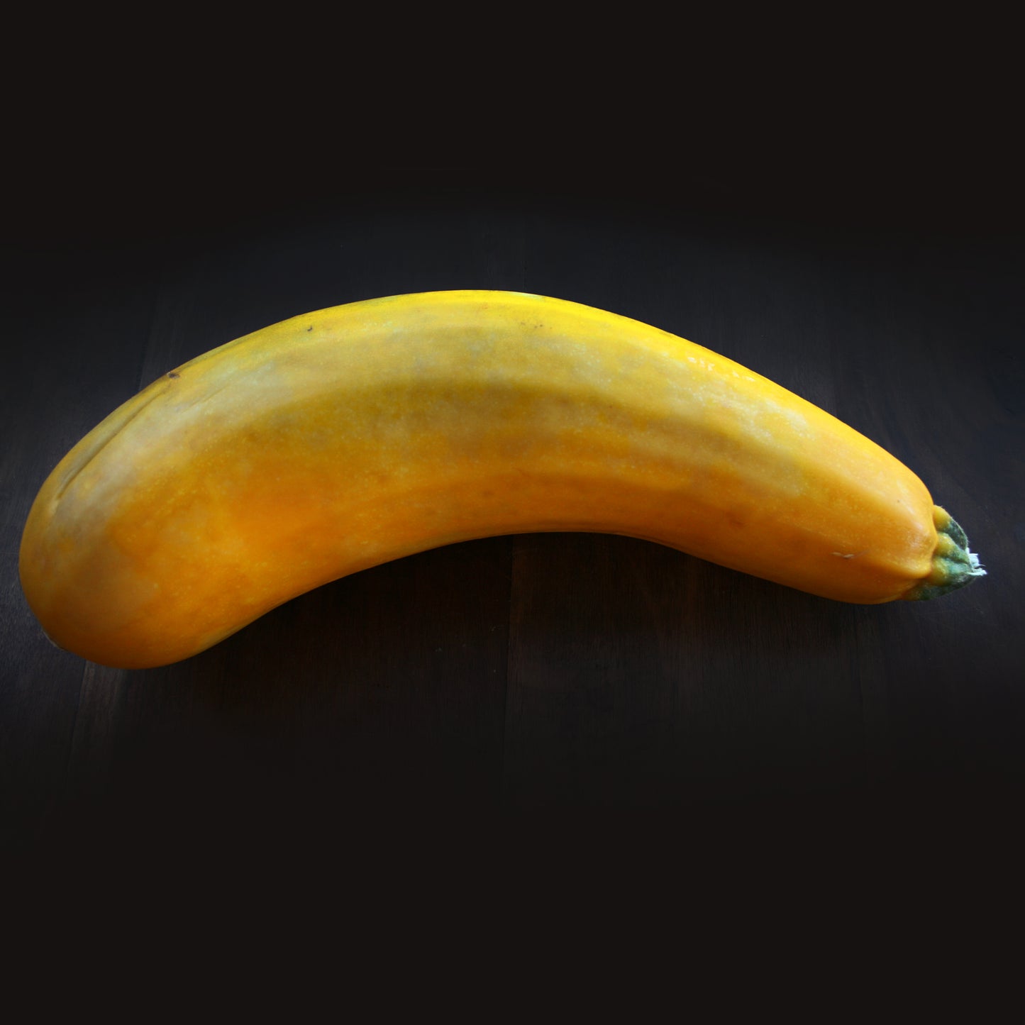 Zucchini Gold Rush – Courgette Seedling