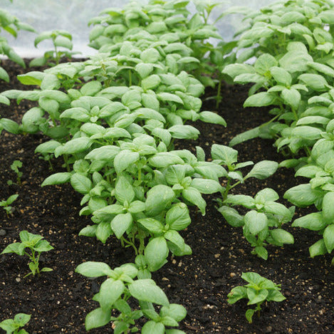 Basil Sweet Genovese Seedlings