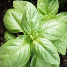 Basil Sweet Genovese Seedlings