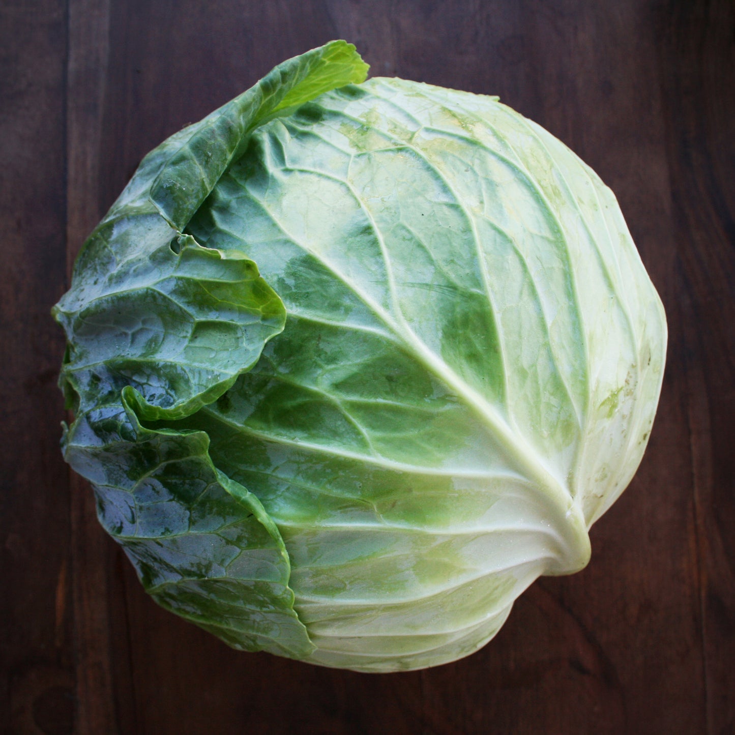 Cabbage Space Saver Seedlings