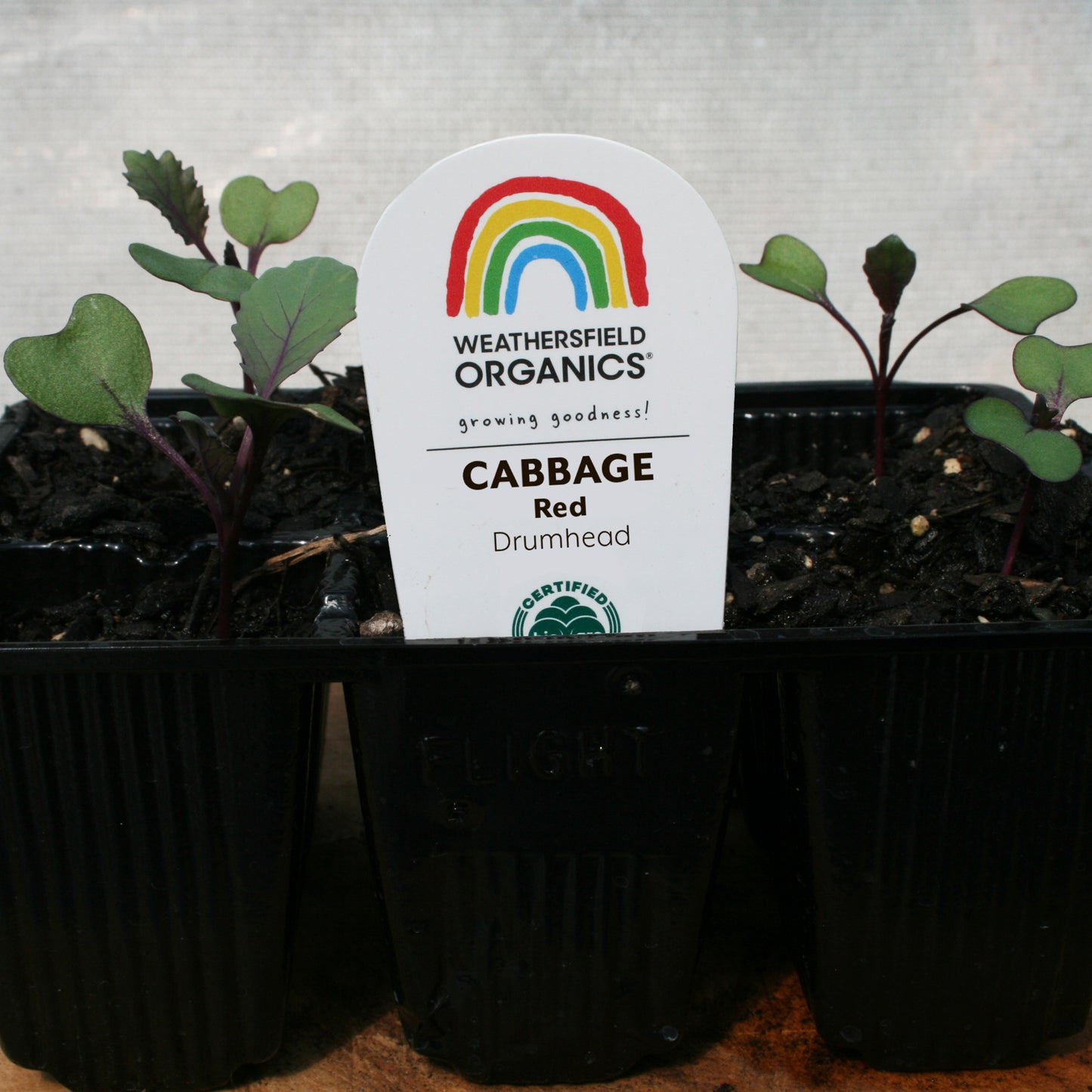 Cabbage Red Seedlings