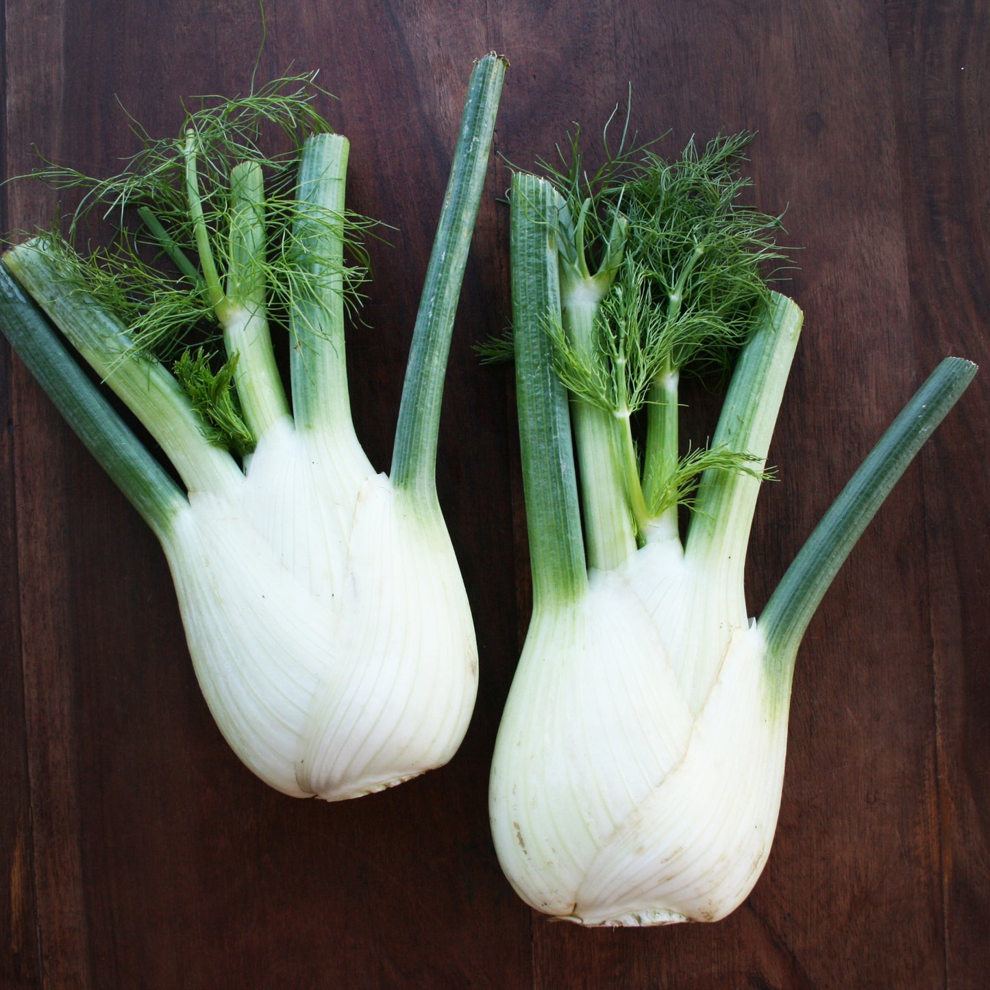 Florence Fennel Seedling