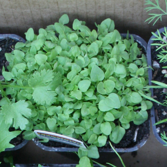 Oregano True Greek Seedling