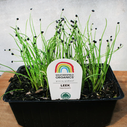 Leek Seedlings