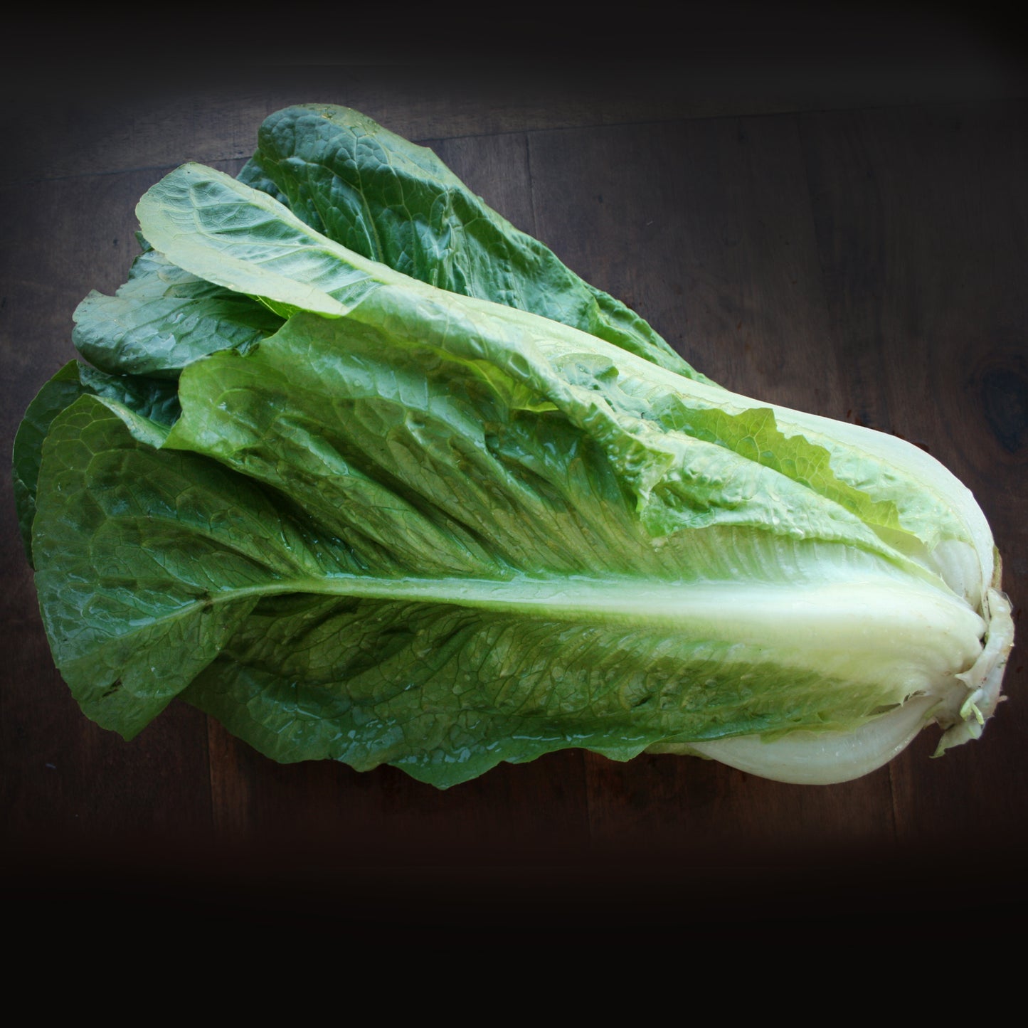 Lettuce Cos Seedlings