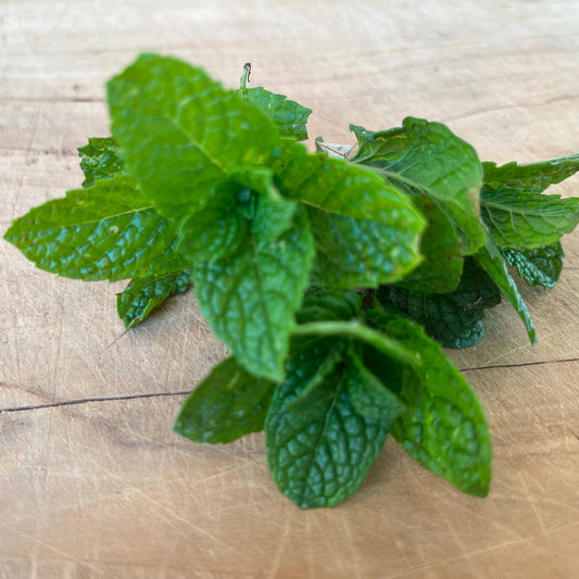 Spearmint Seedling