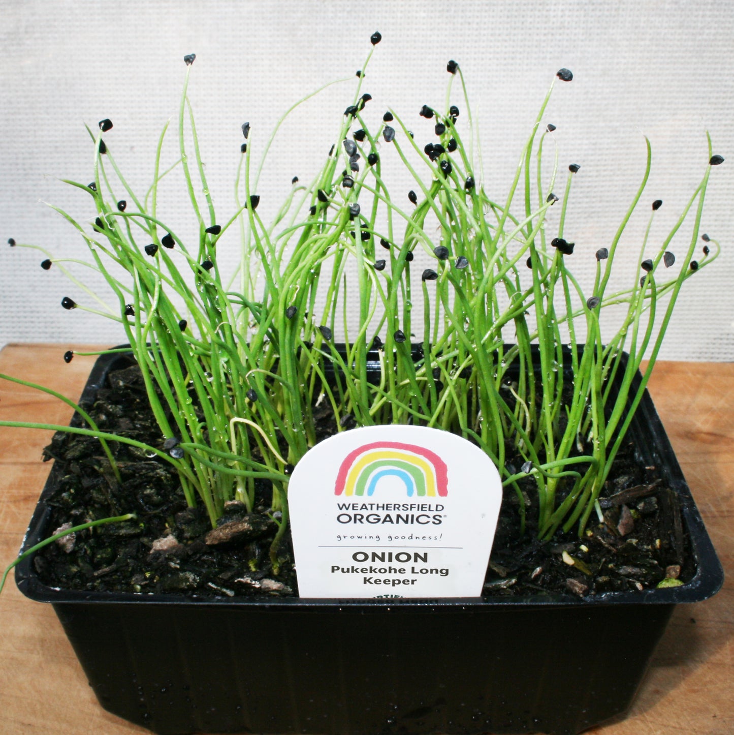 Onion Pukekohe Seedlings