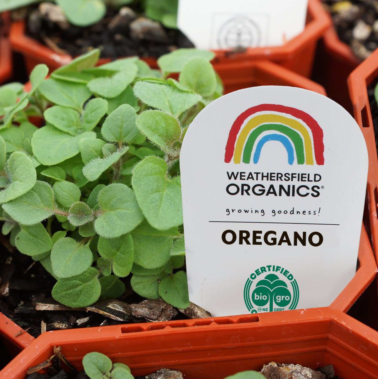 Oregano Seedling