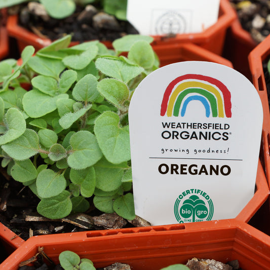 Oregano Seedling