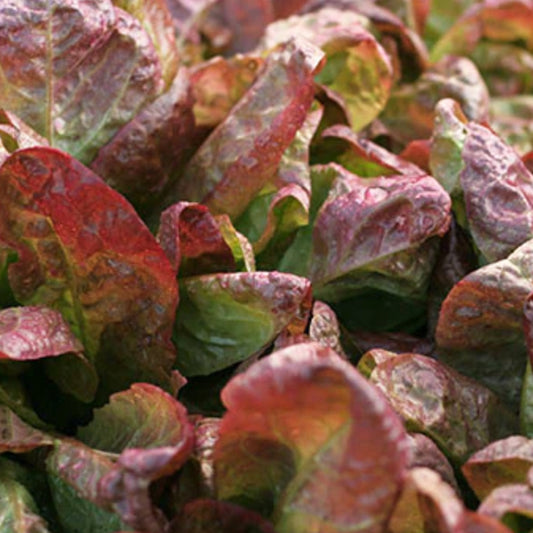 Lettuce Red Cos Seedlings